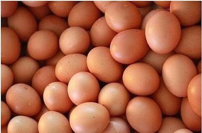 Telur ayam negeri segar Telur De Gana